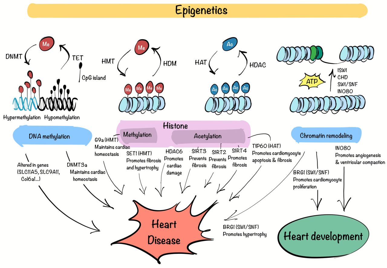 Biomedicines MDPI ad