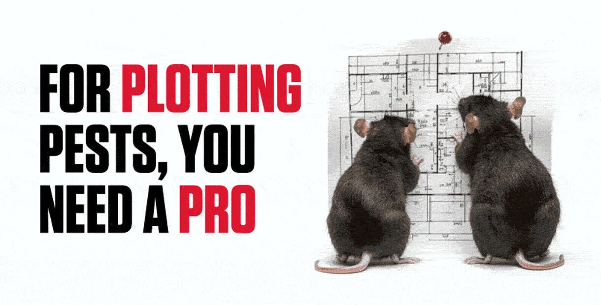 Orkin ad