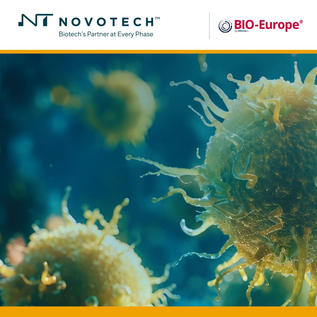 Novotech ad