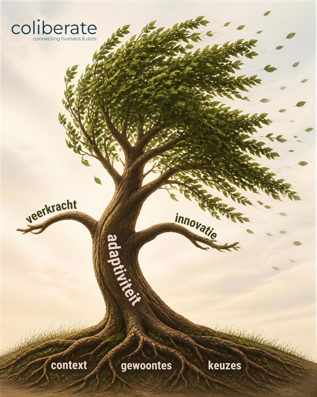 coliberate ad
