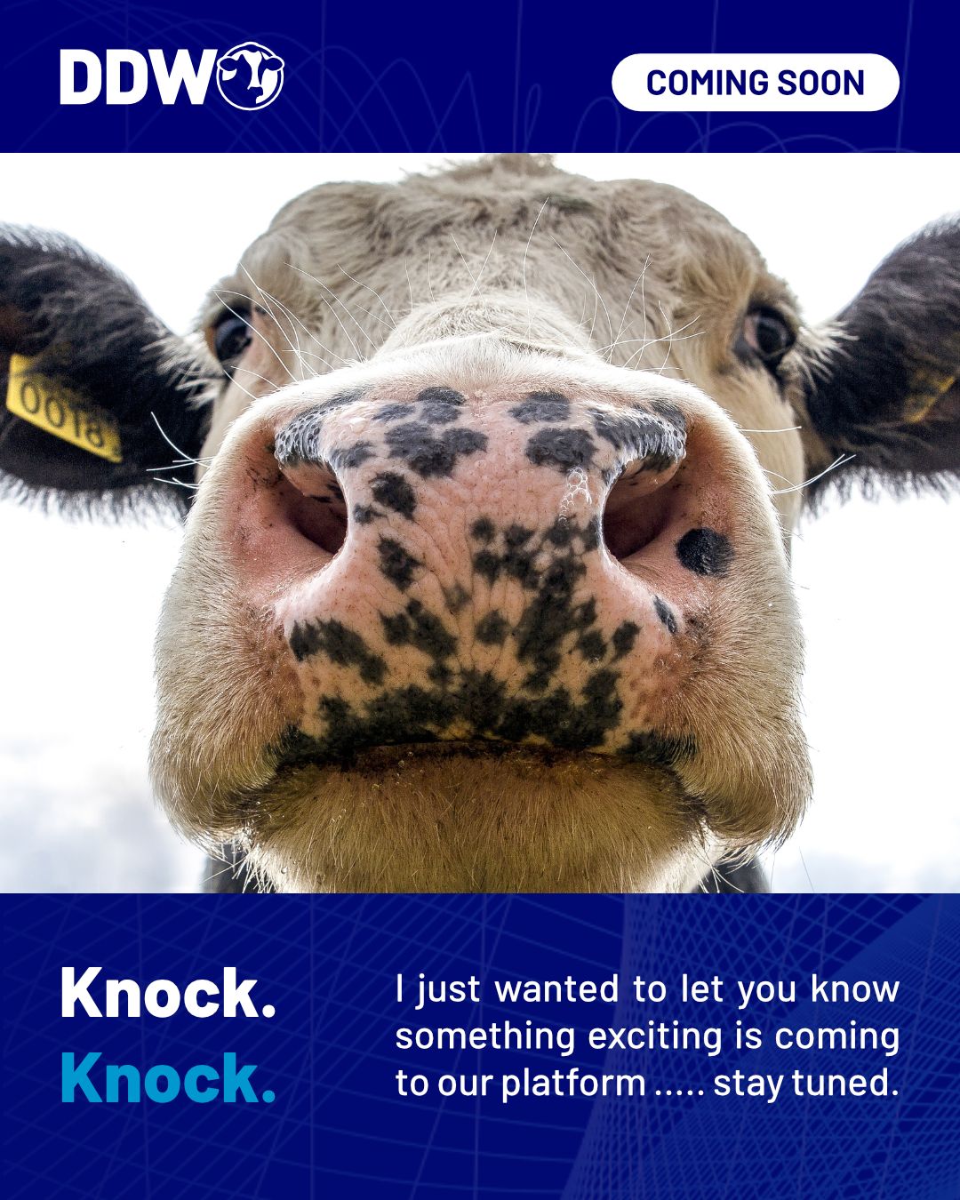 Dairy Data Warehouse (DDW) ad