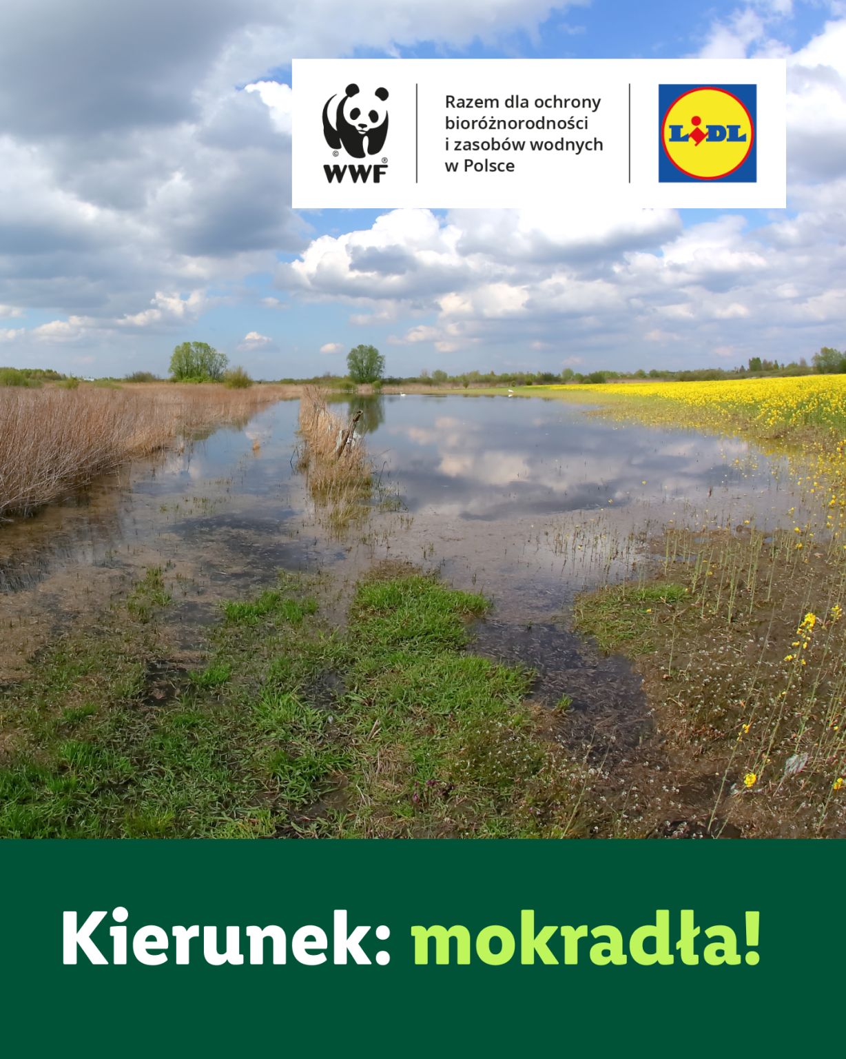 Lidl Polska ad