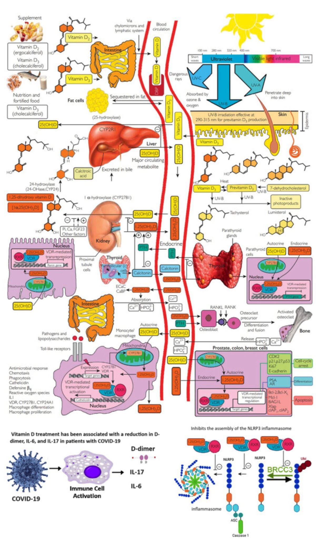 American Association of Clinical Endocrinology (AACE) ad